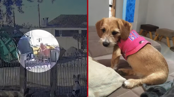 FUNCIONÁRIOS DE EMPRESA DE COLETA DE LIXO SÃO INDICIADOS POR MAUS-TRATOS A ANIMAL