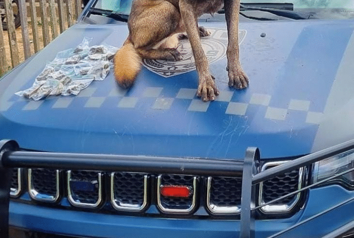 GCM APREENDE DROGAS NO BAIRRO CONTORNO COM AJUDA DO CÃO BOLT