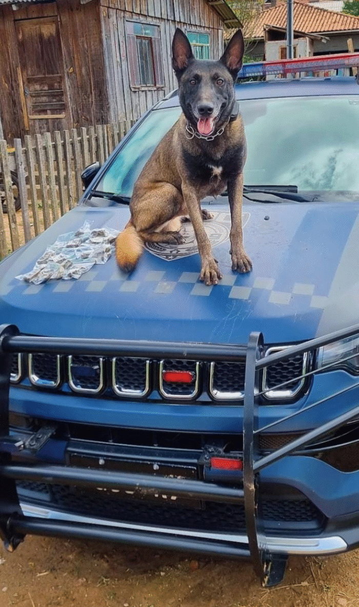 GCM APREENDE DROGAS NO BAIRRO CONTORNO COM AJUDA DO CÃO BOLT