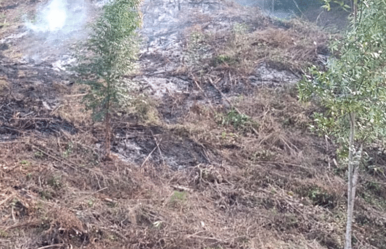 PC E GUARDA CIVIL PRENDEM EM FLAGRANTE AUTOR DE CRIME AMBIENTAL