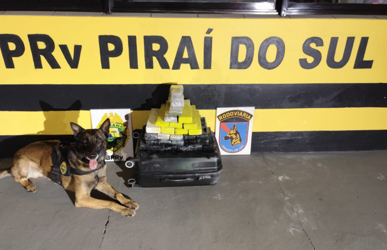 AÇÃO COM CÃES DO BPRv APREENDE MAIS DE 20 KG DE MACONHA EM ÔNIBUS NA PR-151