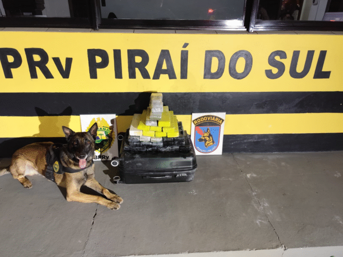 AÇÃO COM CÃES DO BPRv APREENDE MAIS DE 20 KG DE MACONHA EM ÔNIBUS NA PR-151