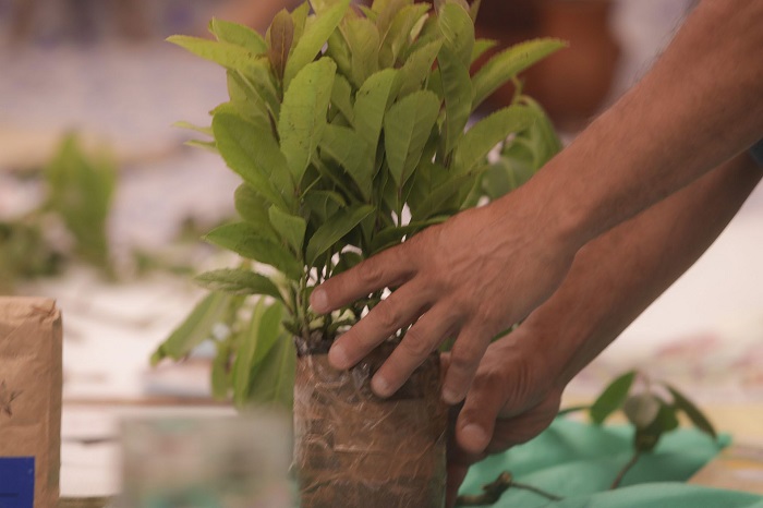 ERVA-MATE É PATRIMÔNIO AGRÍCOLA MUNDIAL COM O APOIO DE PESQUISADORES DA UEPG
