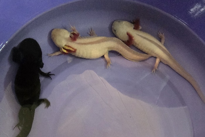 ANIMAIS RESGATADOS DO TRÁFICO INTERNACIONAL SÃO AVALIADOS  PELO IAT