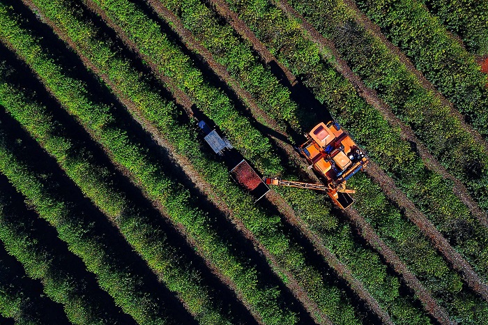 COM PREÇOS EM ALTA A COLHEITA DA SAFRA PARANAENSE DE CAFÉ CHEGA A 36%
