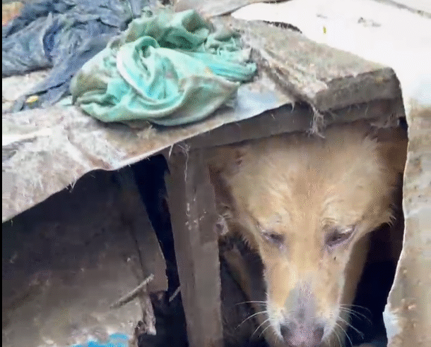 PCPR PRENDE HOMEM EM FLAGRANTE POR MAUS-TRATOS A 37 CÃES