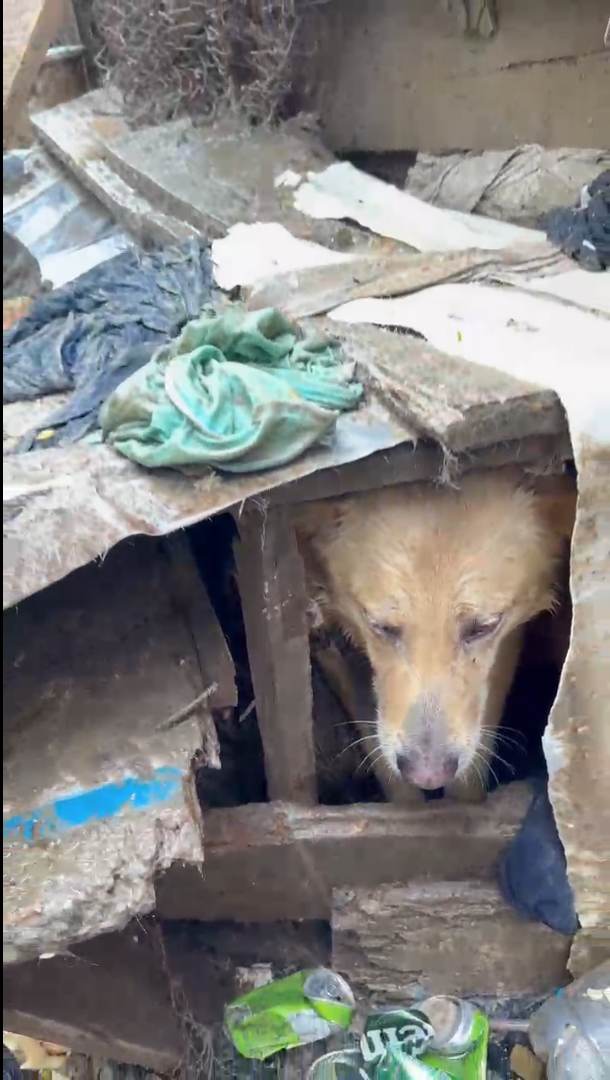 PCPR PRENDE HOMEM EM FLAGRANTE POR MAUS-TRATOS A 37 CÃES