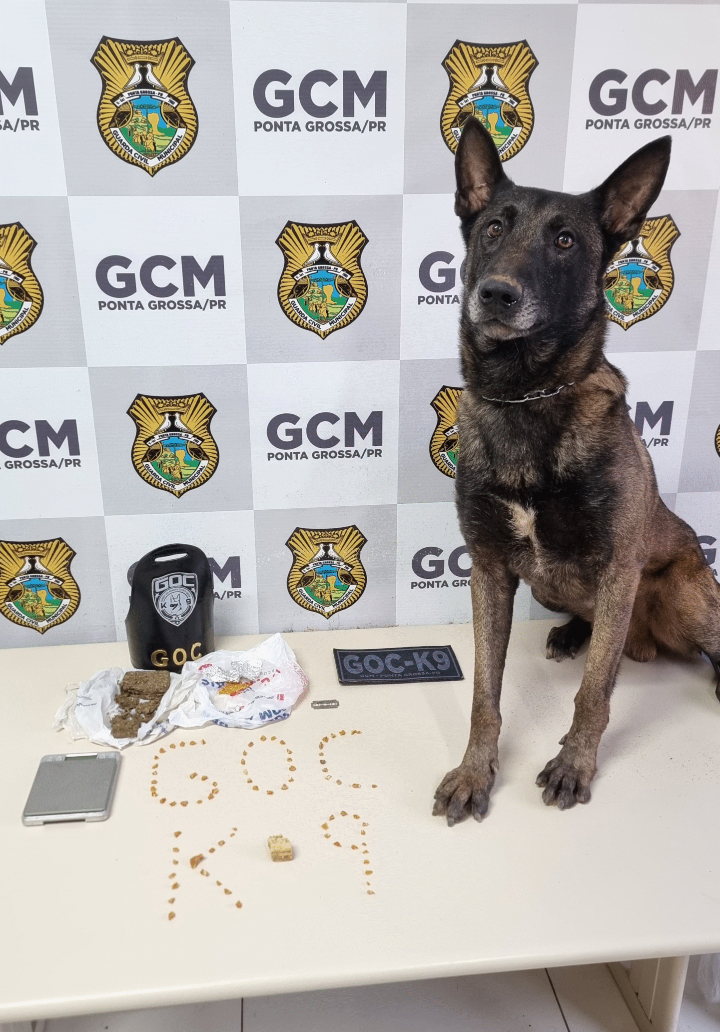 GUARDA CIVIL MUNICIPAL APREENDE DROGAS COM AJUDA DE CÃO FAREJADOR NO JARDIM CARVALHO