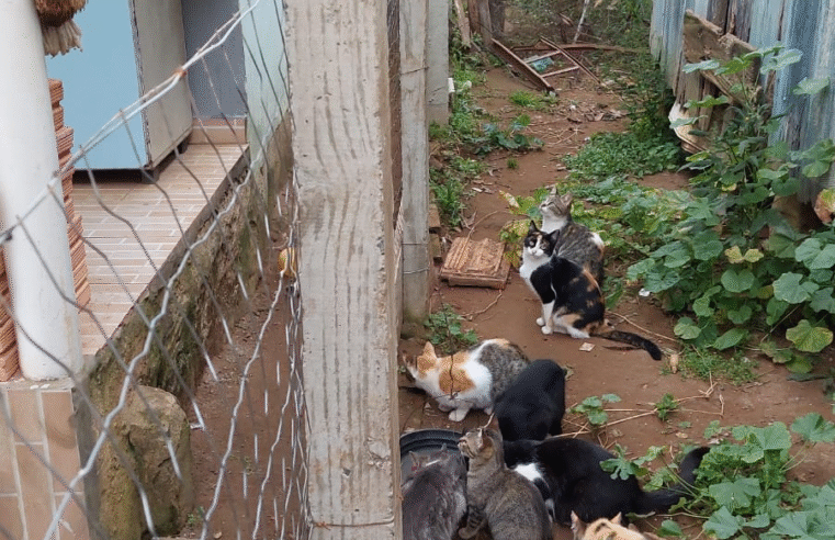 POLÍCIA CIVIL INDICIA DOIS HOMENS PELO COMETIMENTO DO CRIME DE MAUS TRATOS CONTRA DOZE ANIMAIS