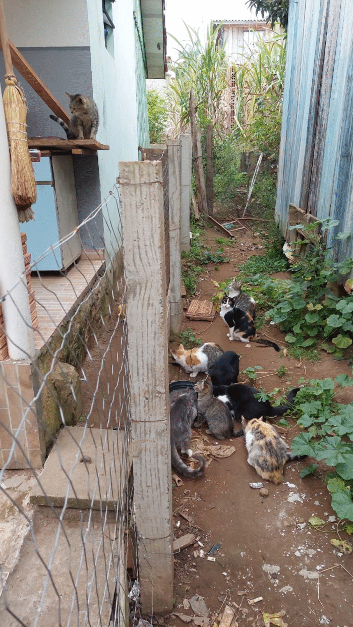POLÍCIA CIVIL INDICIA DOIS HOMENS PELO COMETIMENTO DO CRIME DE MAUS TRATOS CONTRA DOZE ANIMAIS