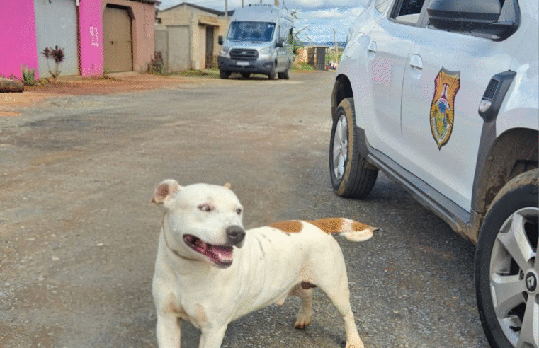 CÃO PIT BULL ATACA E MATA OUTRO ANIMAL EM VIA PÚBLICA ; DONA É ENCAMINHADA À DELEGACIA