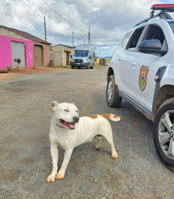 CÃO PIT BULL ATACA E MATA OUTRO ANIMAL EM VIA PÚBLICA ; DONA É ENCAMINHADA À DELEGACIA