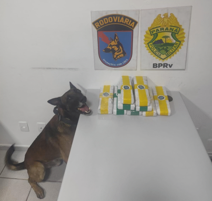 OPERAÇÃO COM CÃES NA PR-151: QUASE 7 KG DE MACONHA APREENDIDOS EM ÔNIBUS