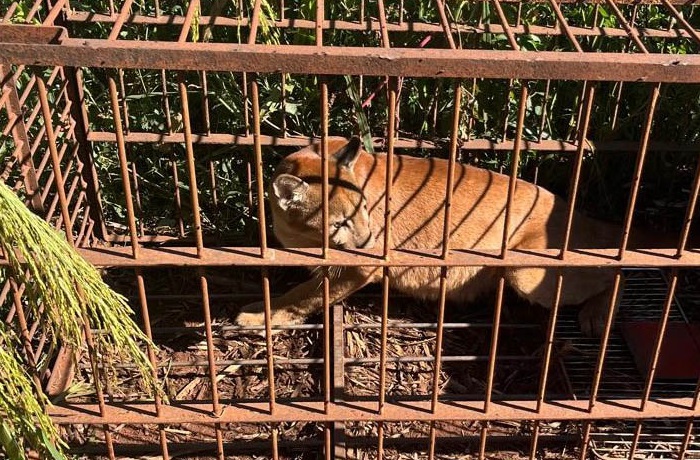 FILHOTE DE ONÇA-PARDA CAPTURADO EM ÁREA RURAL É DEVOLVIDO À NATUREZA