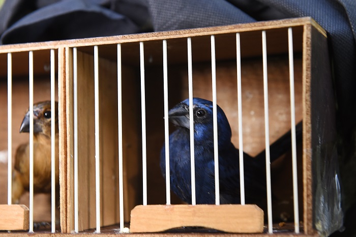 IAT DEVOLVE À NATUREZA ANIMAIS SILVESTRES APREENDIDOS DO TRÁFICO INTERNACIONAL