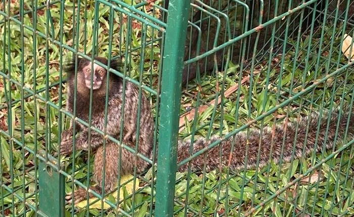 DOIS SAGUIS FORAM CAPTURADOS PELO IAT EM FOZ DO IGUAÇU
