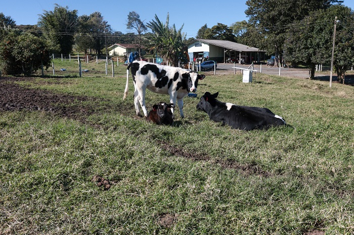 BOVINOCULTURA DE CORTE E DE LEITE PARANAENSE REGISTROU CRESCIMENTO