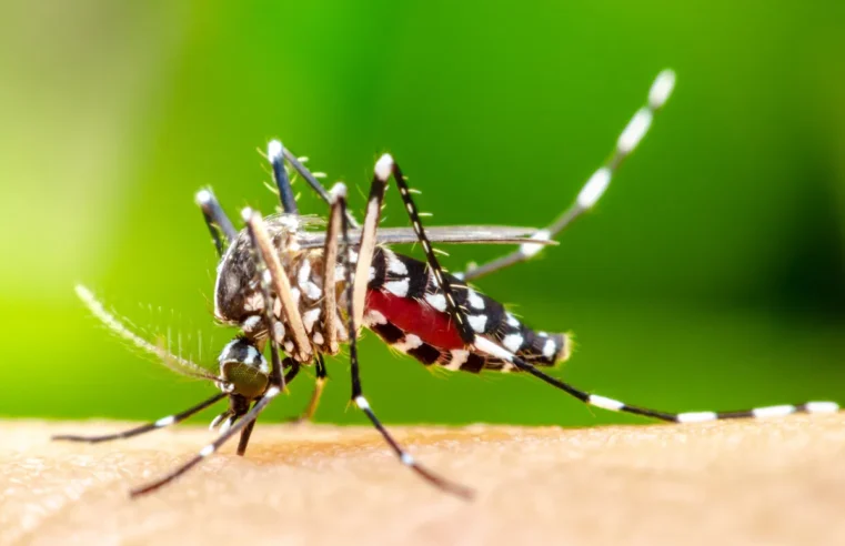 13 MORTES E 1.328 CASOS DESPERTAM ATENÇÃO NO BOLETIM SEMANAL DA DENGUE