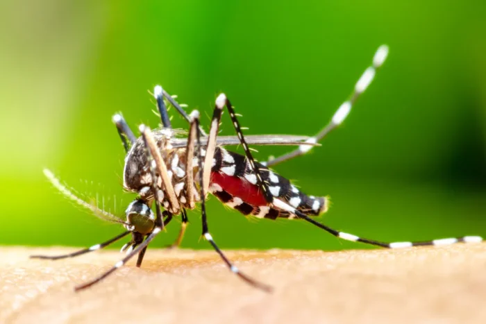 13 MORTES E 1.328 CASOS DESPERTAM ATENÇÃO NO BOLETIM SEMANAL DA DENGUE