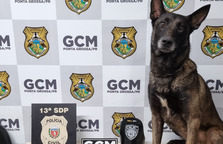 AÇÃO INTEGRADA POLÍCIA CIVIL E GUARDA CIVIL MUNICIPAL APREENDE MACONHA E ECSTASY NO BOA VISTA