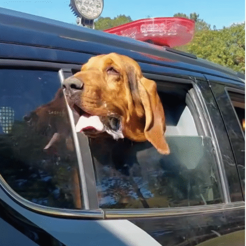 APACHE, O HERÓI DE QUATRO PATAS: CÃO BLOODHOUND DO CHOQUE/K9 É REFERÊNCIA EM BUSCA DE DESAPARECIDOS EM PONTA GROSSA