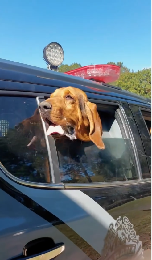 APACHE, O HERÓI DE QUATRO PATAS: CÃO BLOODHOUND DO CHOQUE/K9 É REFERÊNCIA EM BUSCA DE DESAPARECIDOS EM PONTA GROSSA