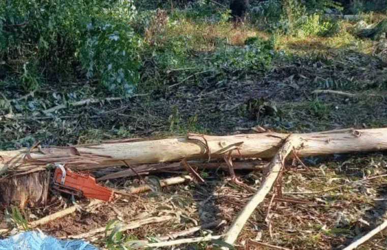 TRABALHADOR MORRE ATINGIDO POR ÁRVORE DURANTE CORTE DE EUCALIPTOS