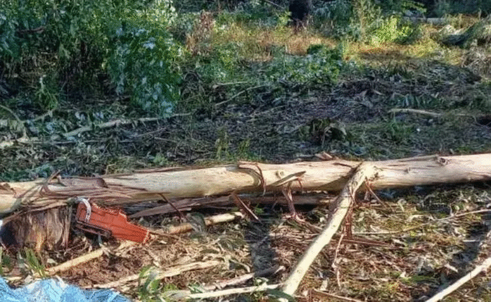 TRABALHADOR MORRE ATINGIDO POR ÁRVORE DURANTE CORTE DE EUCALIPTOS
