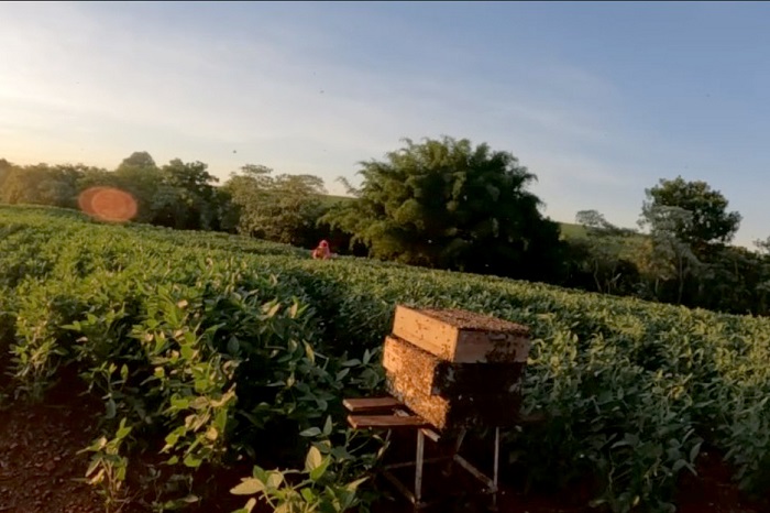 PARANÁ TEM 12% DA PRODUÇÃO AGRÍCOLA ATRAVÉS DE POLINIZAÇÃO ANIMAL