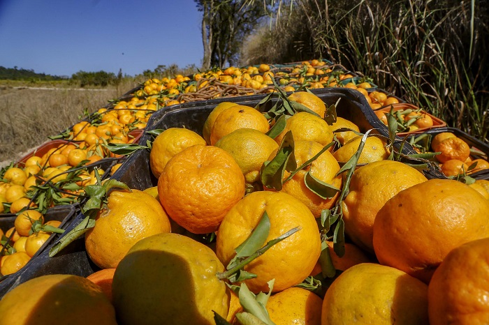 PRODUTOS PARANAENSES CONTAM COM 21 SELOS DE INDICAÇÃO GEOGRÁFICA DO INPI