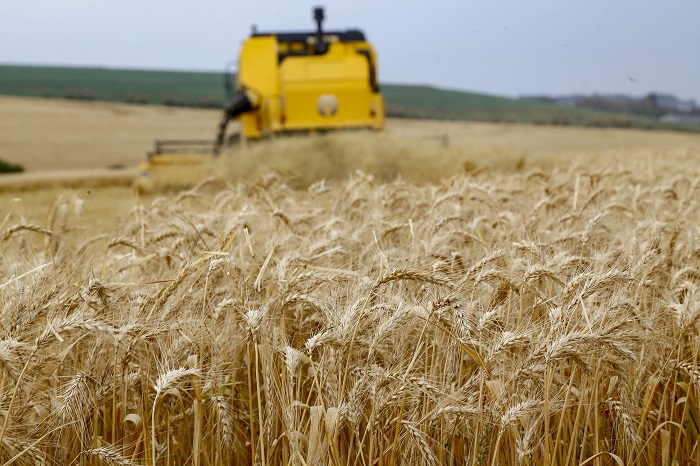 PRODUTORES ENCERRAM O PLANTIO DE TRIGO COM REDUÇÃO DE 27% EM RELAÇÃO A 2024