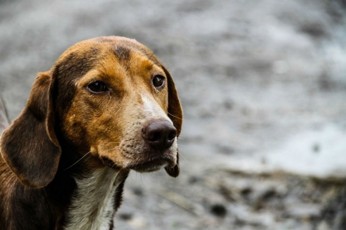 COMISSÃO ESPECIAL DE INVESTIGAÇÃO VAI AVERIGUAR TERCEIRIZAÇÃO NA CASTRAÇÃO DE ANIMAIS