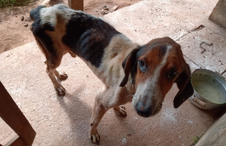 PCPR RESGATA 11 CACHORROS EM SITUAÇÃO DE MAUS TRATOS