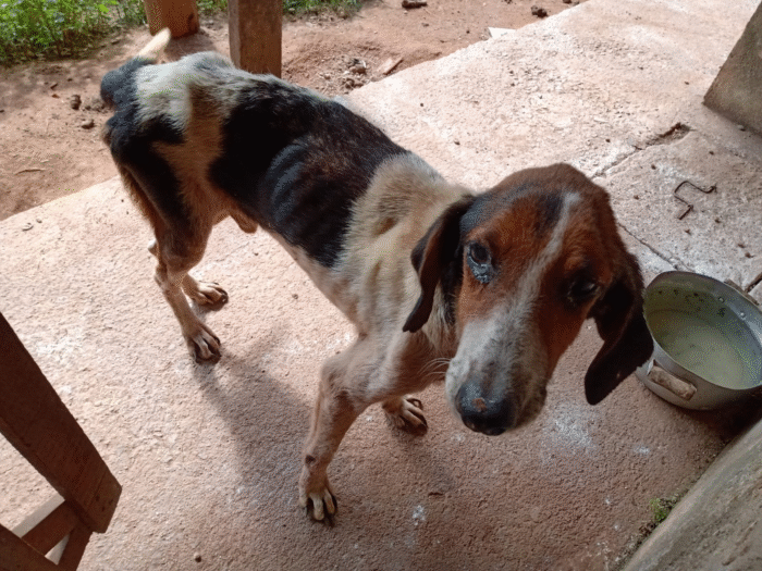 PCPR RESGATA 11 CACHORROS EM SITUAÇÃO DE MAUS TRATOS