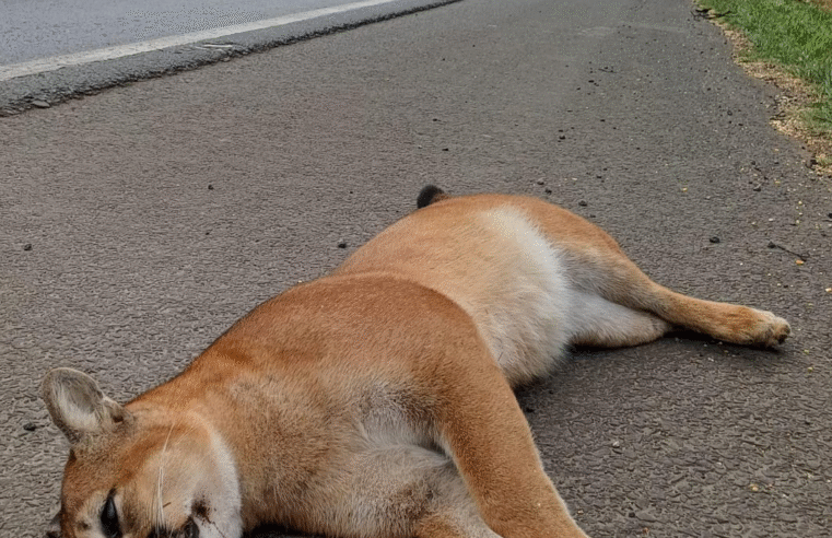 ONÇA-PARDA É ENCONTRADA MORTA NA BR-376