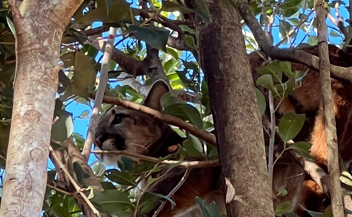 ONÇA-PARDA RESGATADA EM ÁRVORE É DEVOLVIDA À NATUREZA