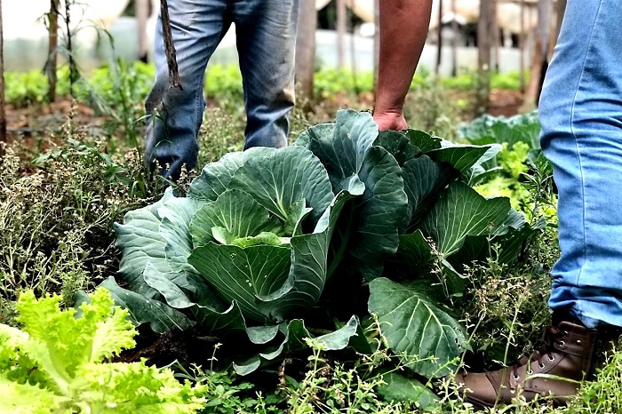 PARANÁ É LÍDER NA PRODUÇÃO DE ORGÂNICOS COM 4.510 CERTIFICAÇÕES