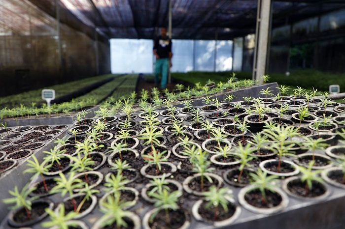IAT COMEMORA O DIA DA ÁRVORE COM A DISTRIBUIÇÃO DE 21.165 MUDAS NATIVAS