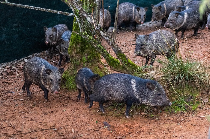PARQUE DAS LAURÁCEAS RECEBE QUEIXADAS, CATETOS E QUATIS AMEAÇADOS DE EXTINÇÃO