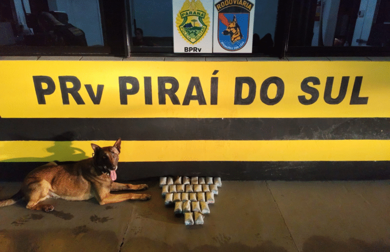 CÃO FAREJADOR LOCALIZA MAIS DE 5 QUILOS DE HAXIXE EM ÔNIBUS NA PR-151