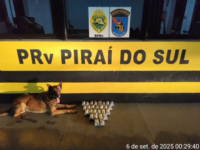 CÃO FAREJADOR LOCALIZA MAIS DE 5 QUILOS DE HAXIXE EM ÔNIBUS NA PR-151