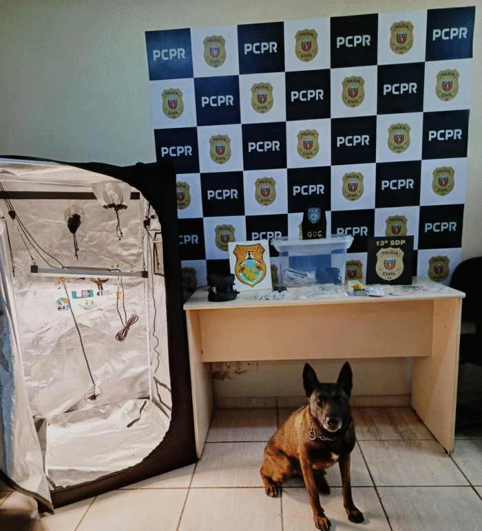 POLÍCIA CIVIL E GUARDA CIVIL MUNICIPAL PRENDEM JOVEM QUE PRODUZIA MACONHA GOURMET EM CASA E ENVIAVA A DROGA PELOS CORREIOS