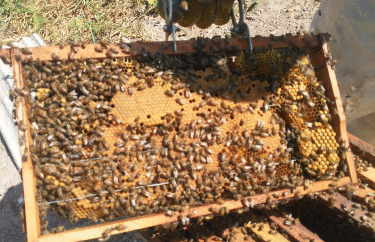 FURTO DE 20 CAIXAS DE ABELHAS TERMINA EM PRISÃO POR RECEPTAÇÃO