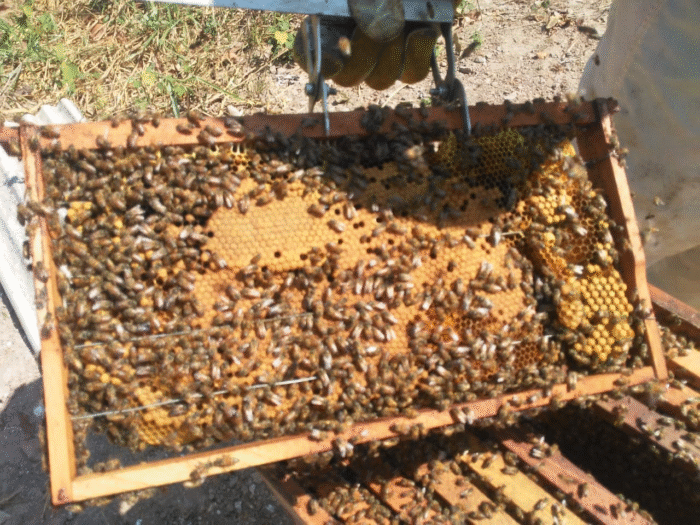 FURTO DE 20 CAIXAS DE ABELHAS TERMINA EM PRISÃO POR RECEPTAÇÃO