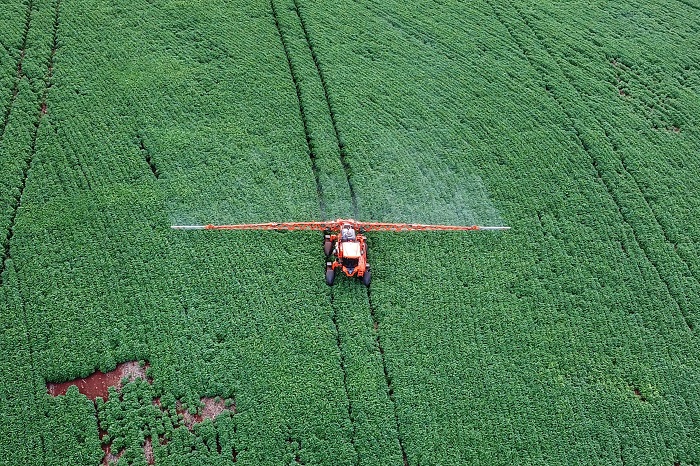 PLANTIO DA SAFRA DE VERÃO COMEÇA PELA BATATA E MILHO NO PARANÁ