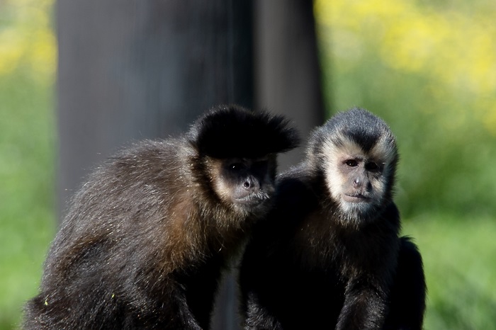 ZOOLÓGICO É O NOVO LAR DE MACACOS-PREGO RESGATADOS EM CATIVEIROS