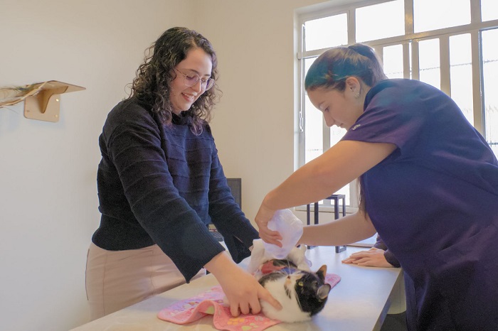 UEPG APRESENTA GEL CICATRIZANTE À BASE DE TILAPIA PARA TRATAR ANIMAIS FERIDOS