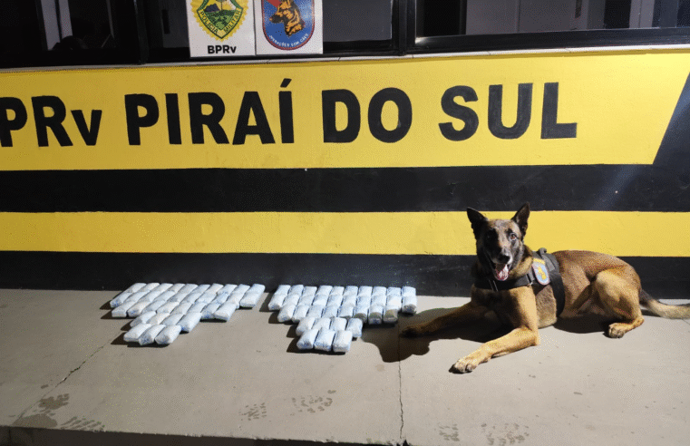🚨 CÃO FAREJADOR DA POLÍCIA MILITAR DESCOBRE MAIS DE 14 KG DE HAXIXE EM ÔNIBUS NA PR-151, EM PIRAÍ DO SUL