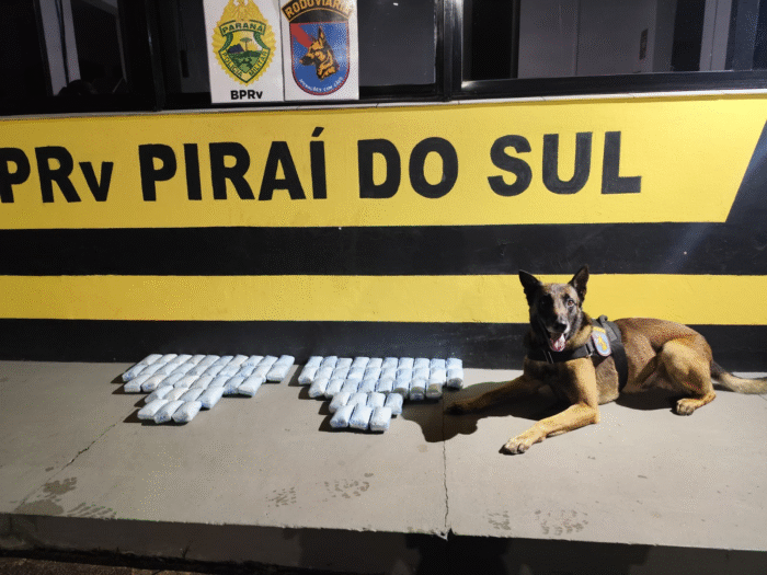 🚨 CÃO FAREJADOR DA POLÍCIA MILITAR DESCOBRE MAIS DE 14 KG DE HAXIXE EM ÔNIBUS NA PR-151, EM PIRAÍ DO SUL