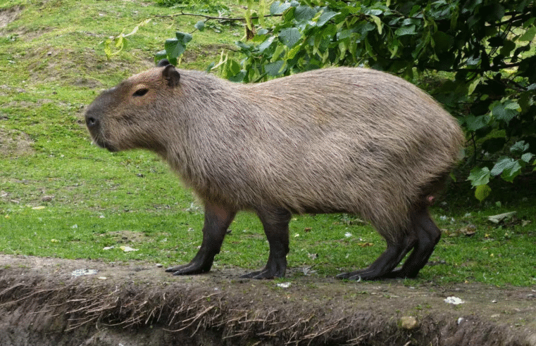 POLÍCIA CIVIL INVESTIGA MORTE DE CAPIVARA ENCONTRADA NAS PROXIMIDADES DO LAGO DE OLARIAS